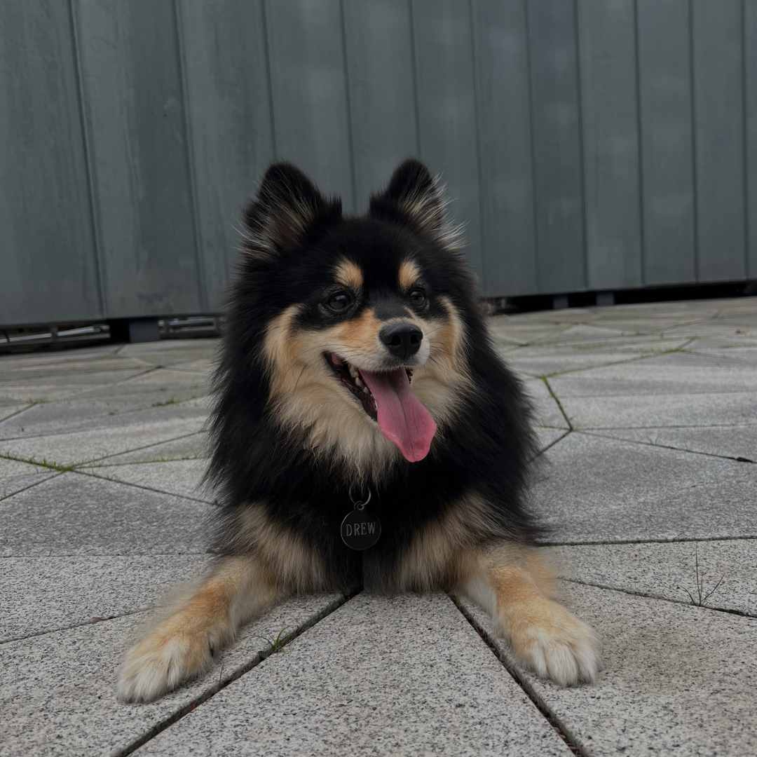 Hvor må min hund løbe frit? Hundegårde og parker København.