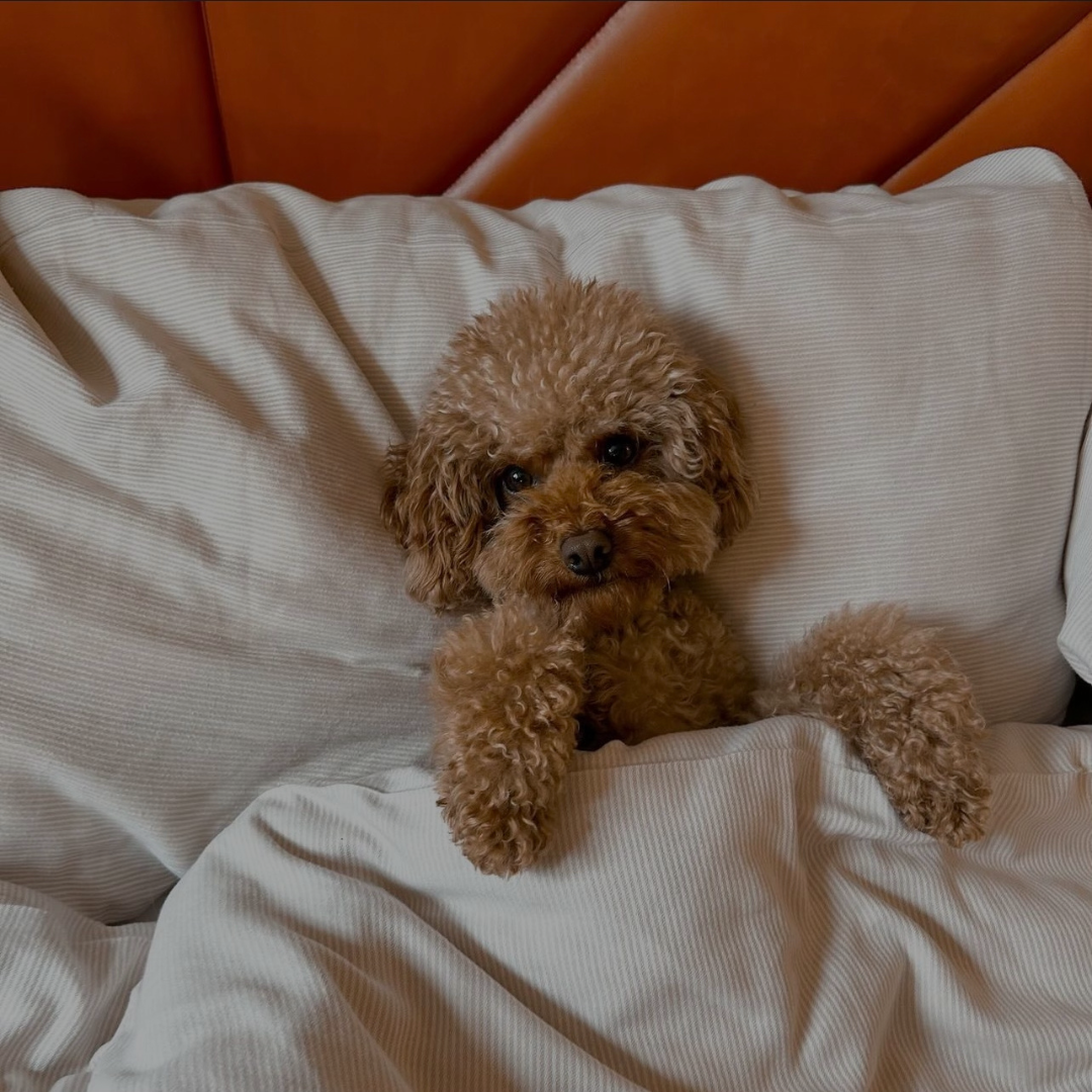 Hvilke hoteller i København er hundevenlige?