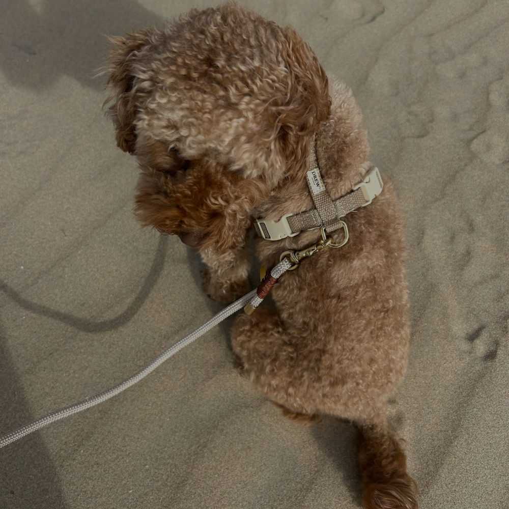 Gode råd til sommer med din hund