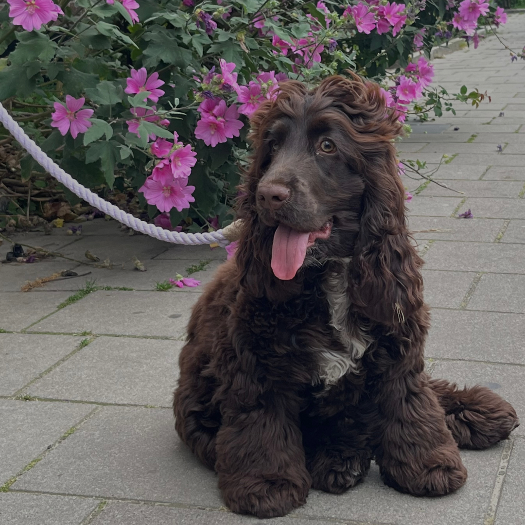 Sommerkollektion hundesnore