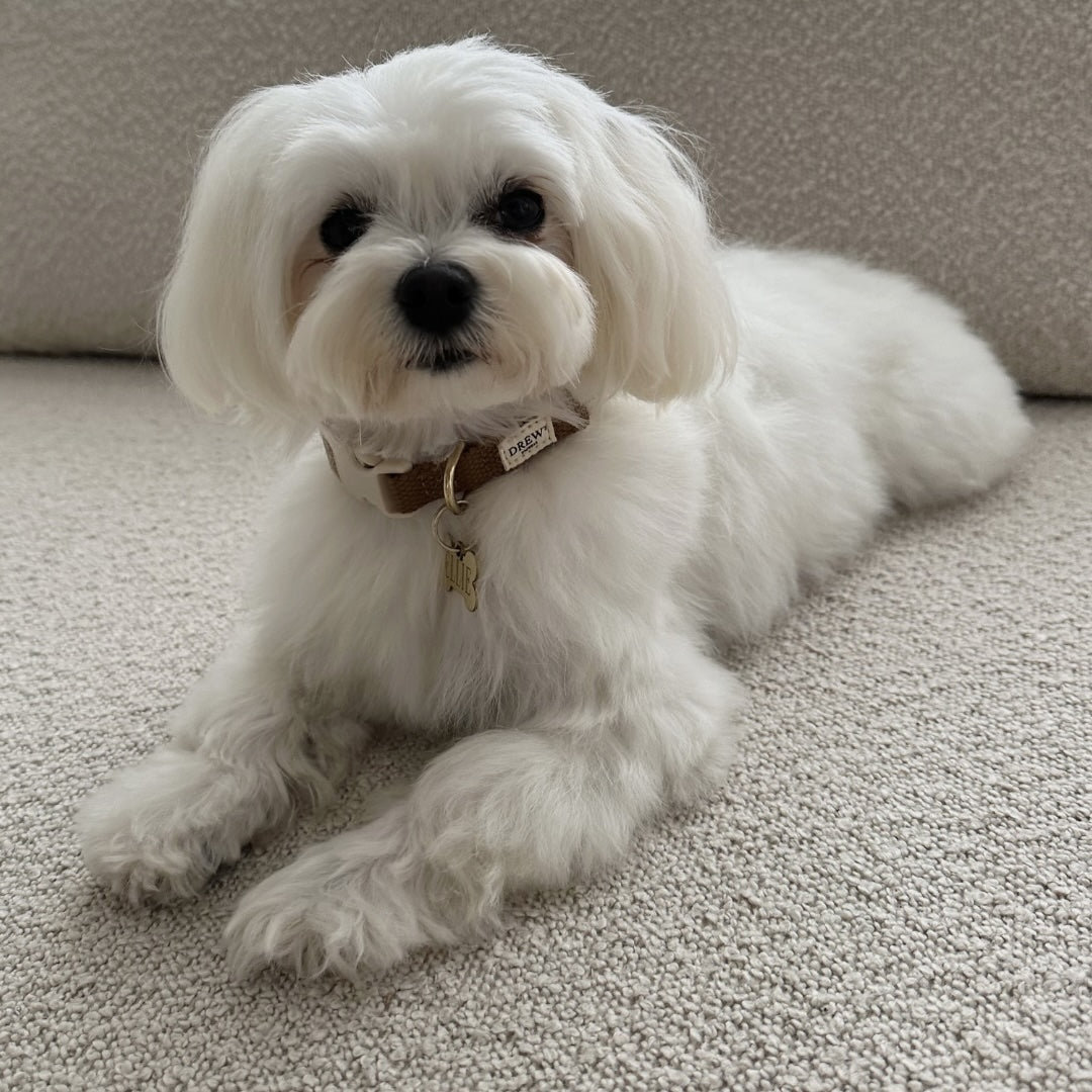 justerbar-bomuld-hundehalsbånd-brun-beige