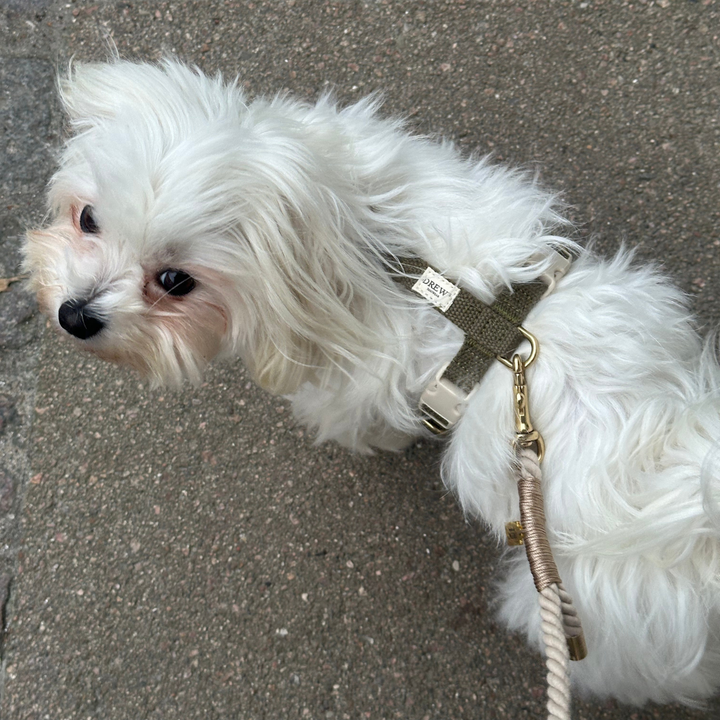 BEIGE puppy / Adjustable and soft dog leash