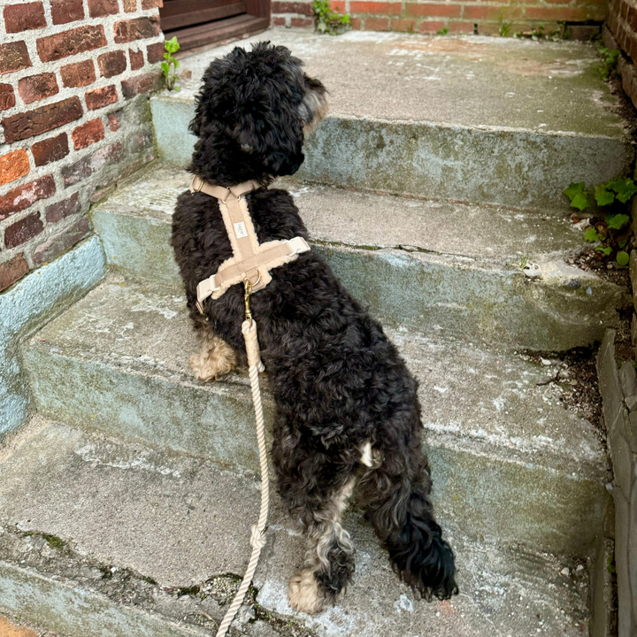 Teddy Beige - Dog harness