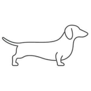 Dachshund