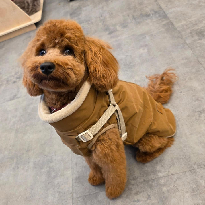 Zermatt / Step-in Dog Jacket (brown) 2026