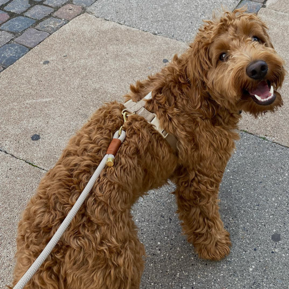 Beige sæt, hundehalsbånd, hundesnor og hundesele på hund
