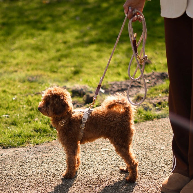 Justerbar hundesnor beige