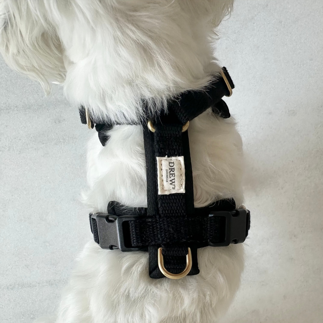 Closeup af hund i sort pro sele