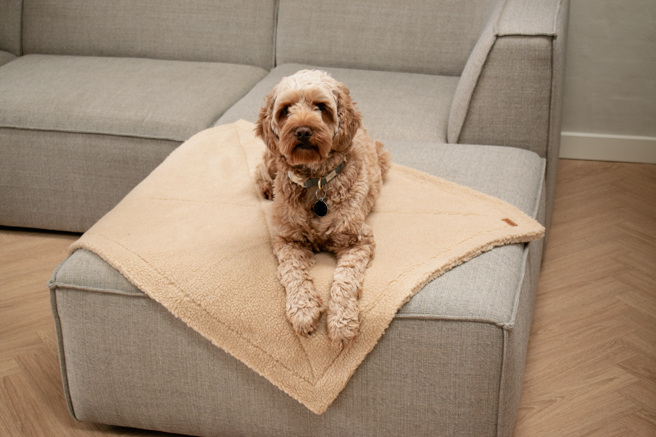 Cockapoo på blødt hundetæppe
