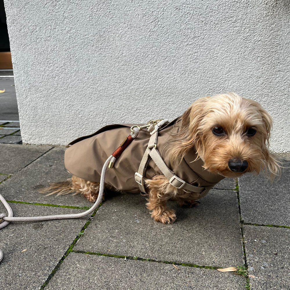 dacshund beige zermatt