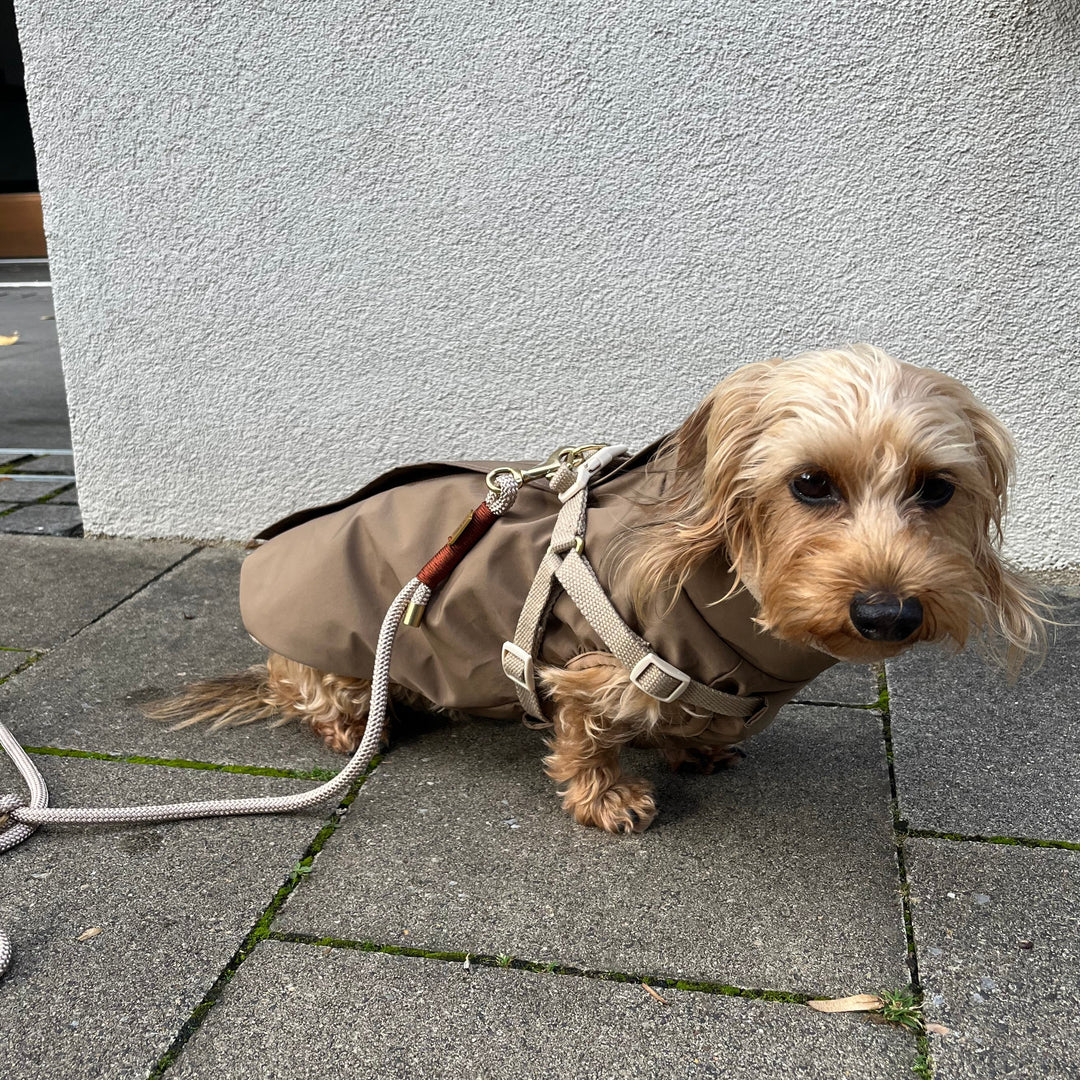 dacshund beige zermatt