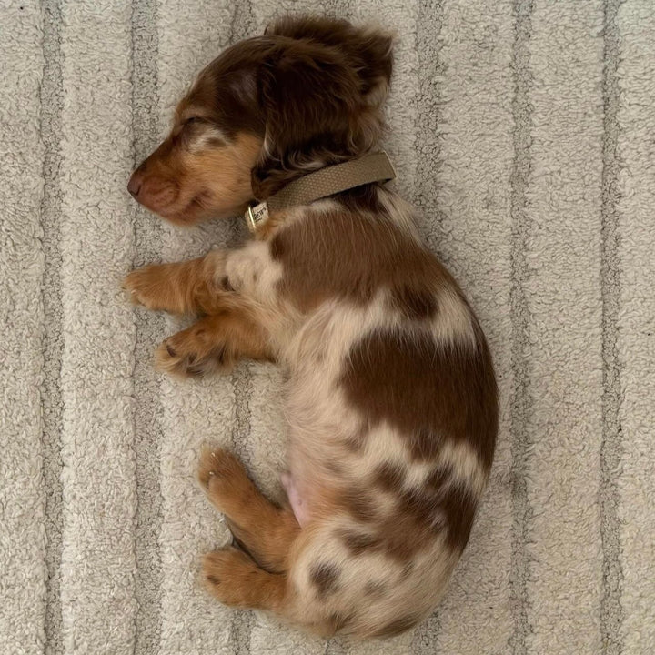 Gravhund hvalp med beige halsbånd