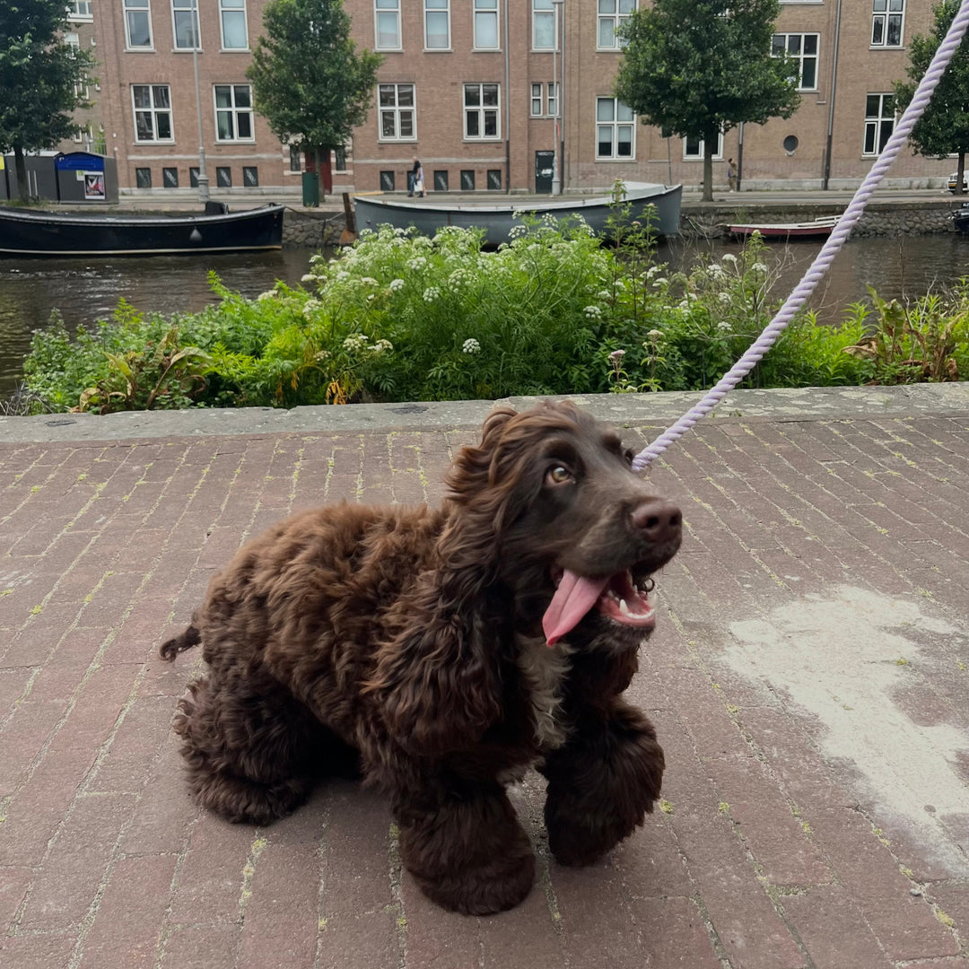 Hund med håndfri hundesnor i reb i farven lilla.