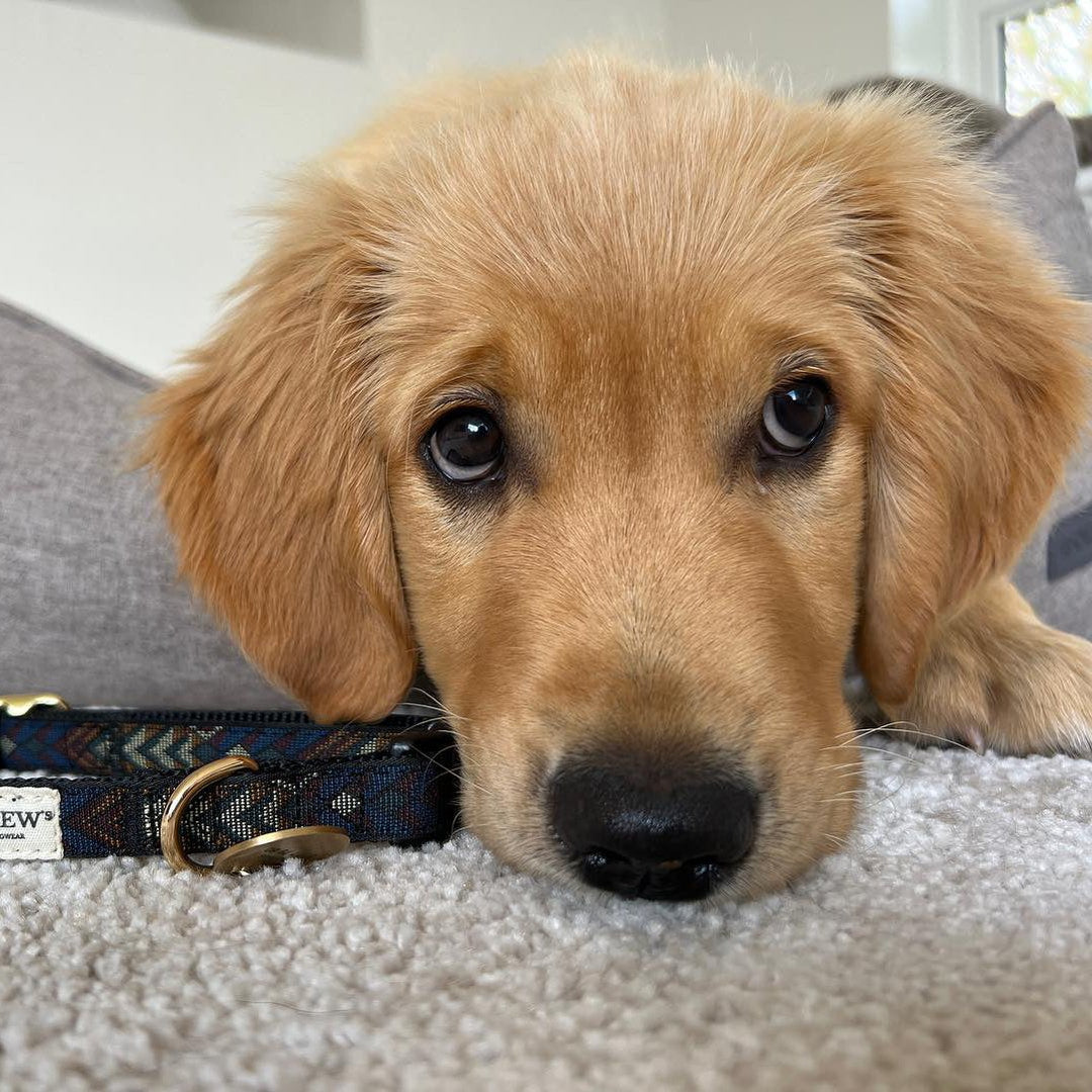 Hundehalsbånd til golden retriver.