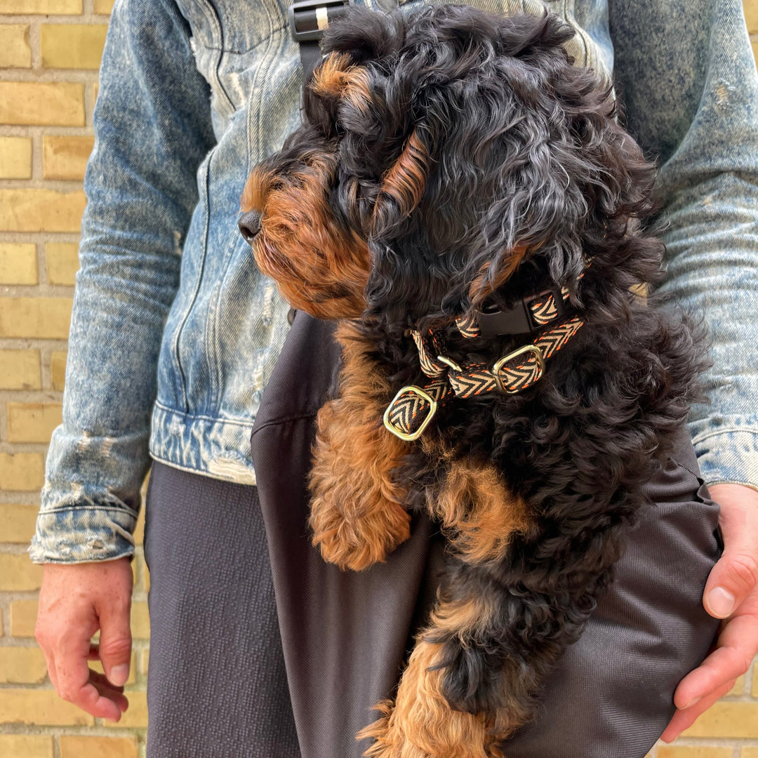 Hundehalsbånd orange på hund
