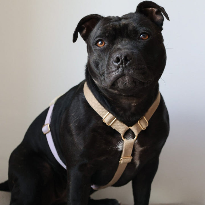 Hundesele i lavender (beige/lilla) på sort hund