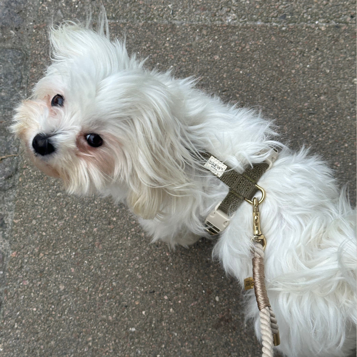 Grøn hundesele lille hund