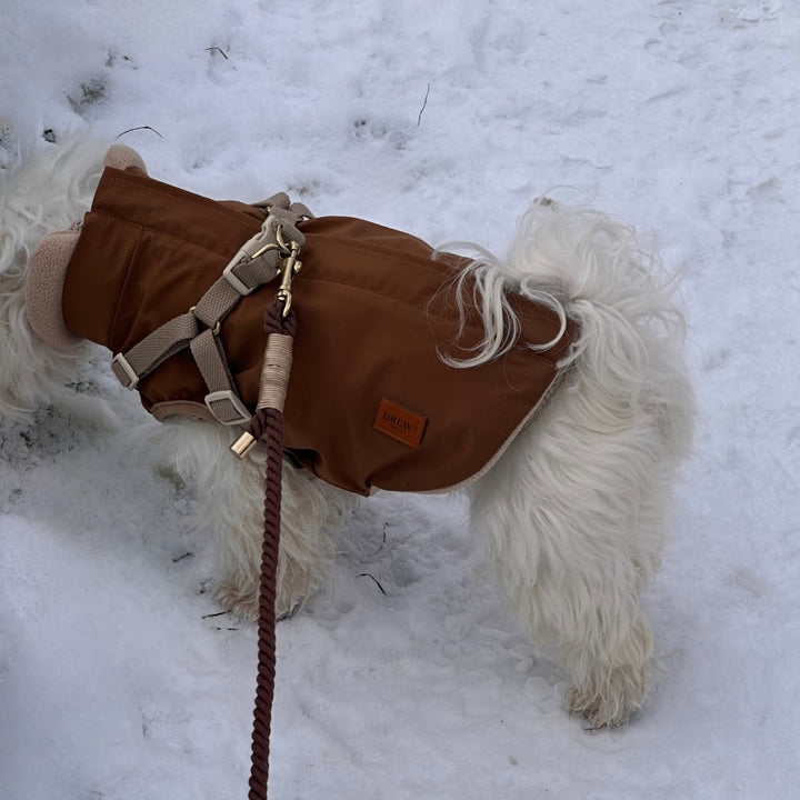 Hvid hund med brun hvalpesnor