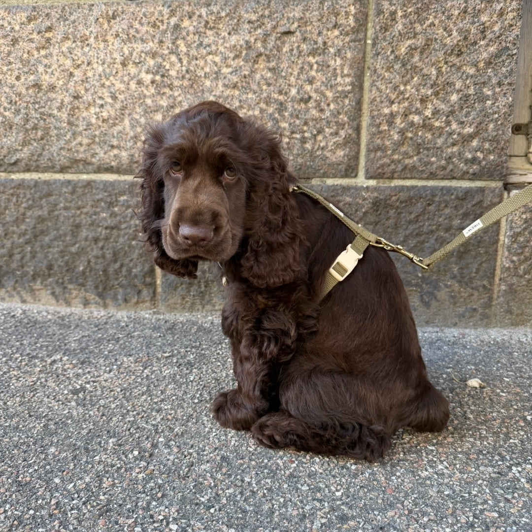 Olive / Adjustable dog harness