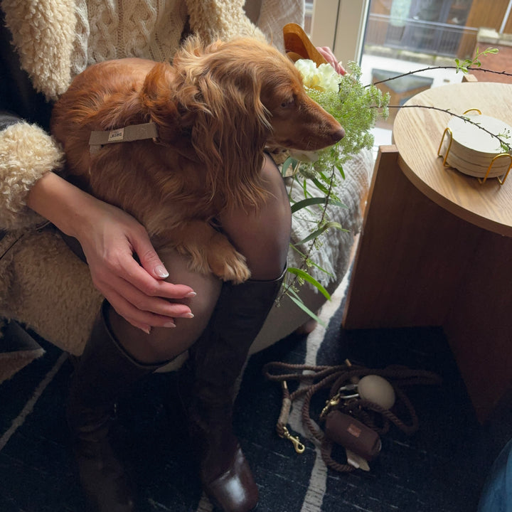 Cortado Hundegeschirr + BRAUNE Standard-Hundeleine + Espressobraune Hundetragetasche