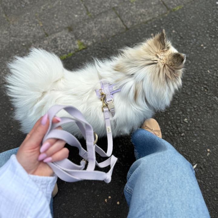 Lavender / Soft & adjustable dog harness (PRO)