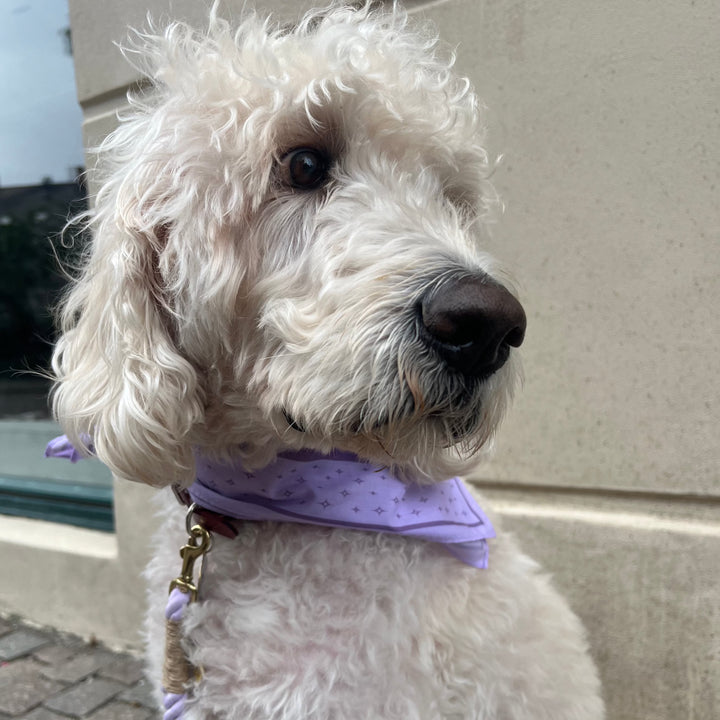 LILAC / Stylish dog bandana for medium and large dogs (Purple)