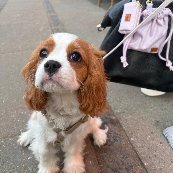 Lavendel / Hundekotbeutel