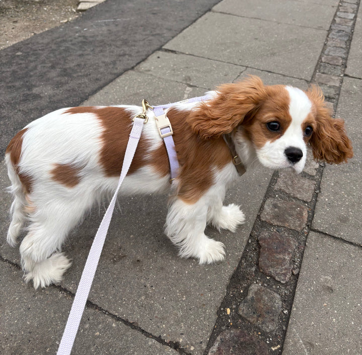 Lilla / Blød & justerbar hundesnor