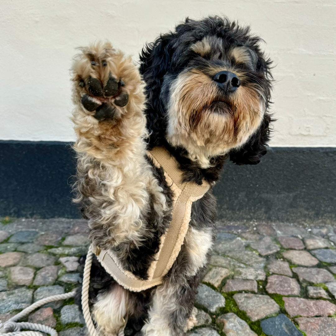 Teddy Beige - Dog harness