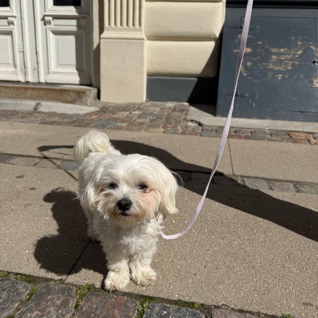 Lila / Leichte und weiche Welpenleine (Mini)