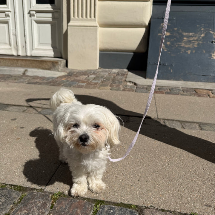 Lila / Leichte und weiche Welpenleine (Mini)