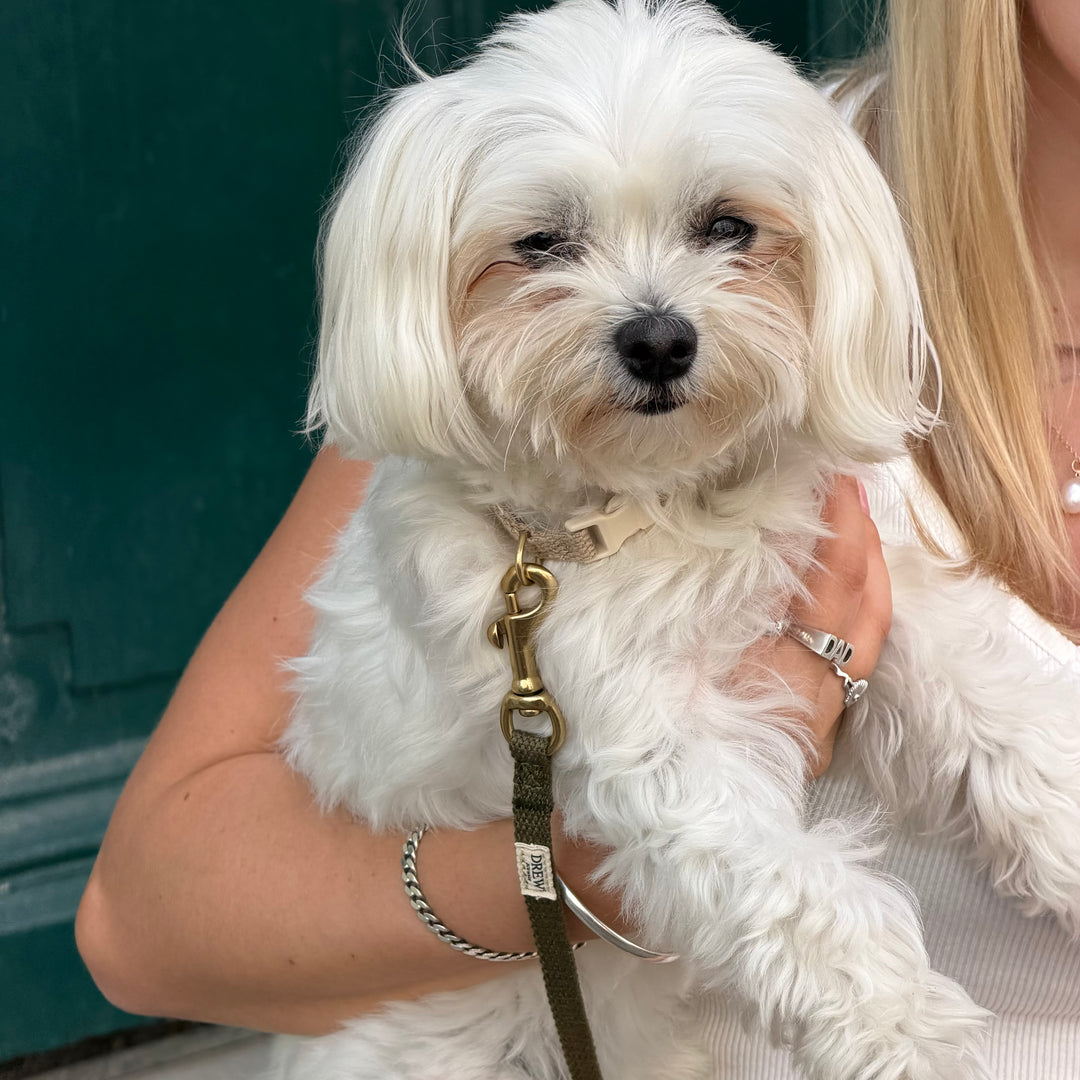 Olive / Light and soft puppy leash (mini)