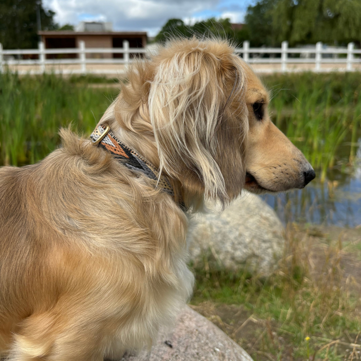 Langhåret gravhund med halsbånd med mønster