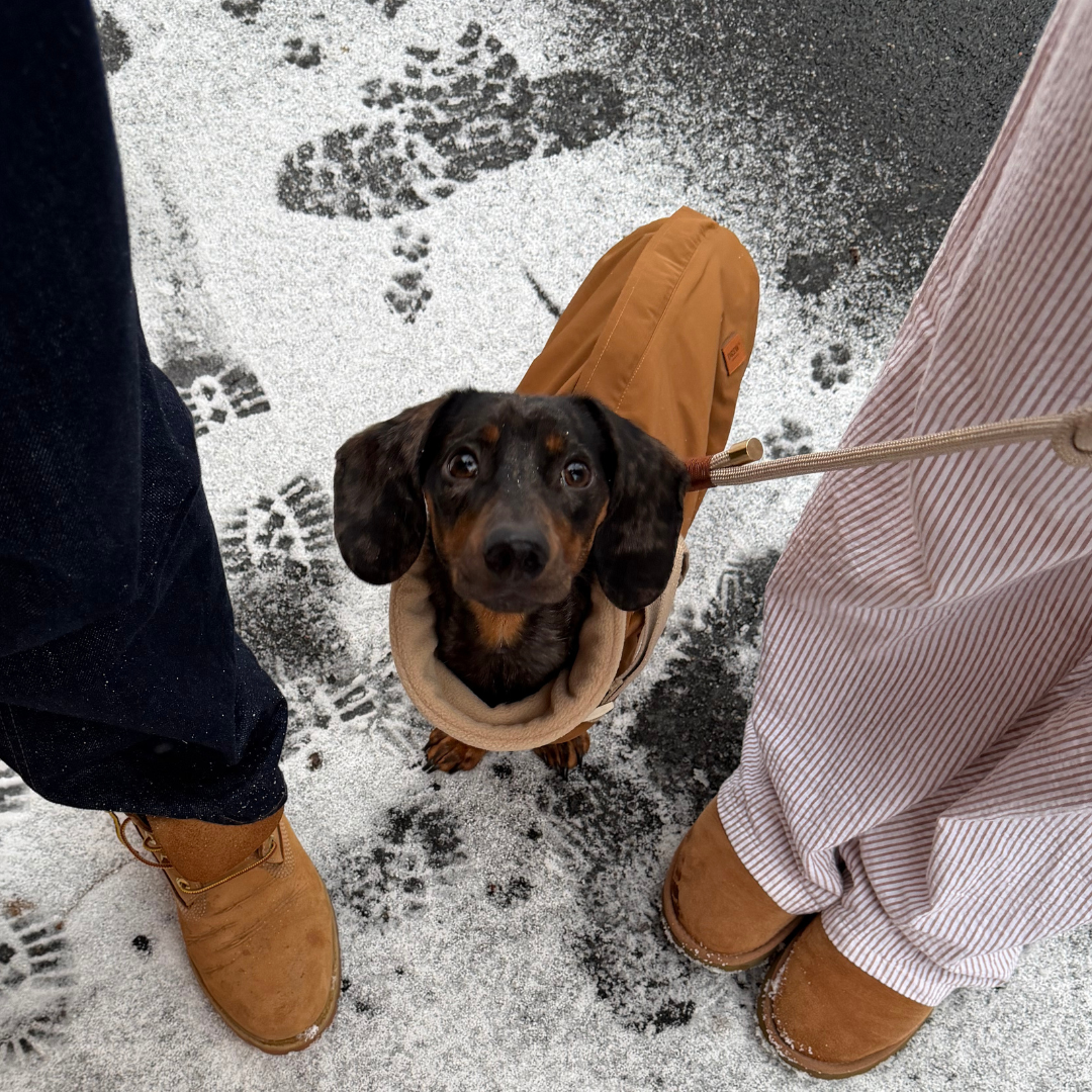 Zermatt / Dackel Step-in Hundejacke (braun) 2026
