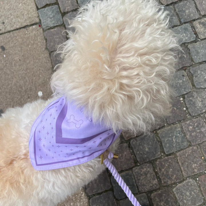 Lilla sæt på hvid hund. Både bandana og snor.